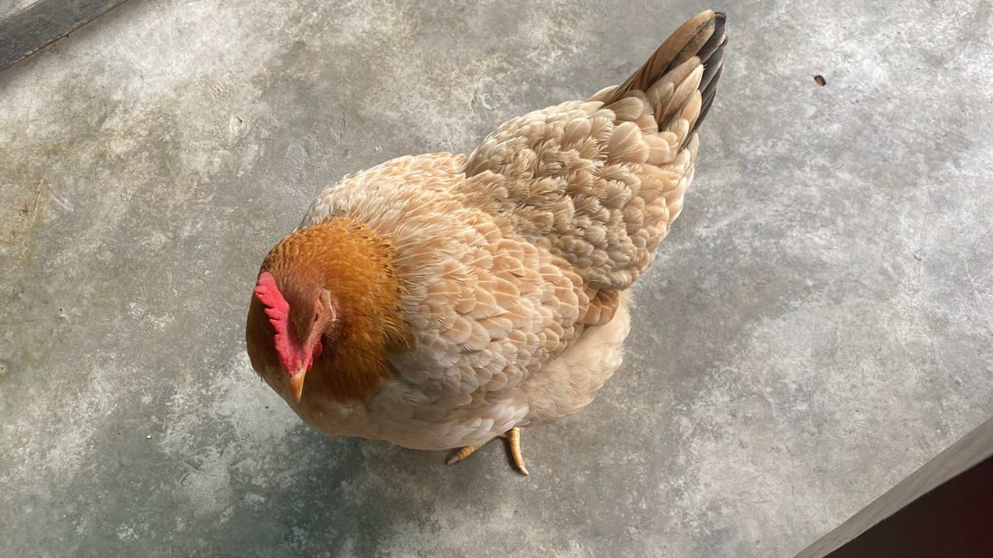 A chicken on the floor in a vegan restaurant where vegan chicken is served