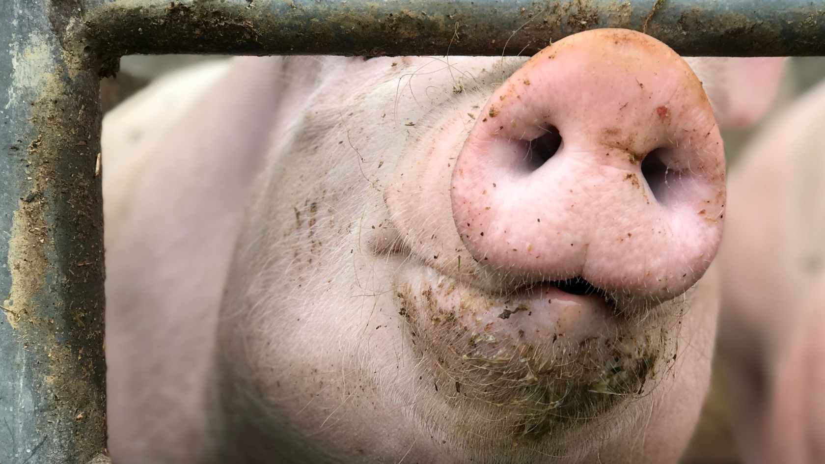 The 8 best vegan pork products (2024)